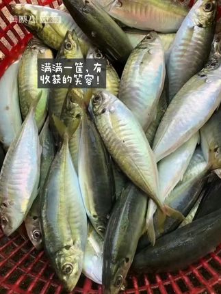 新鲜土豪巴浪鱼到家,刺身级口感惊艳味蕾! 今天又是一大早起来收网了!新鲜打捞上来的鱼,想吃的家人们赶紧下单吧!#商家们纷纷喊话赵露思#又到吃梭子蟹的时候了#又到吃梭子蟹的时候了#秋天是吃泥鳅的好时节#夏天和朋友一起炫顿小龙虾吧
