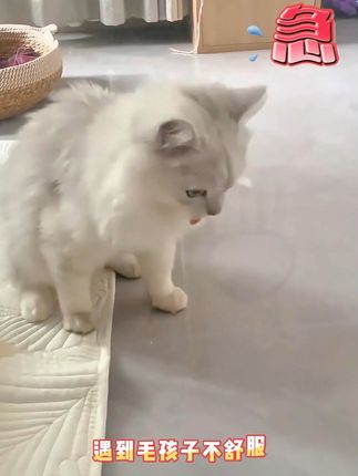 如果毛孩子要到这种问题就要注意了 #猫咪肠胃 #猫咪益生菌 #宠物益生菌