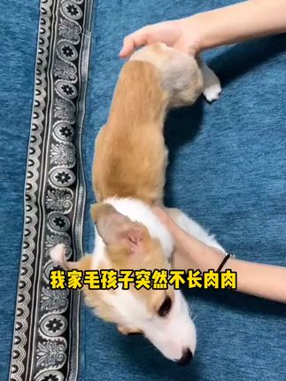 毛孩子不长肉肉,驱虫一定要做到位! #科学养宠攻略 #养宠进阶指南 #宠物知识