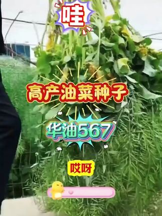 油菜花开遍地黄,包邮到家轻松种! 今天下午四点半开始发苗了!有需要的朋友抓紧下单吧!!!现在是包邮哦!!!#种植小技巧#油菜种子#三农#蔬菜种子#阳台小院均可种植