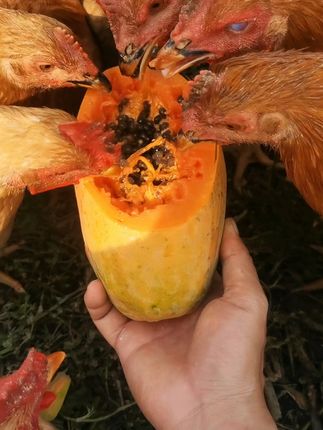 农家散养,土鸡蛋的鲜美你尝过吗? 鸡的快乐时光#木瓜鸡 #木瓜鸡鸡蛋#正宗土鸡蛋 #喂水果长大的土鸡#三农 
