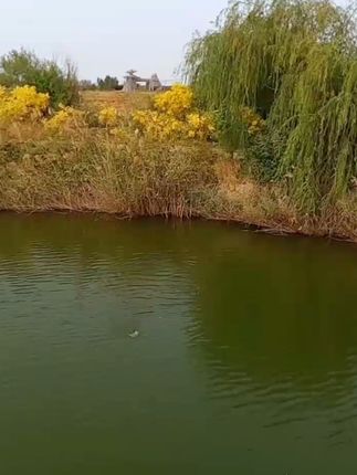 钓鱼不用愁,包邮退货轻松选浮漂! 黑坑正钓,偷驴糗鱼回锅鱼,羽问HK07让你一漂搞定前中后期!!!#羽问浮漂 #黑坑鲤鱼 #黑坑盘老板 #去壳本色孔雀羽