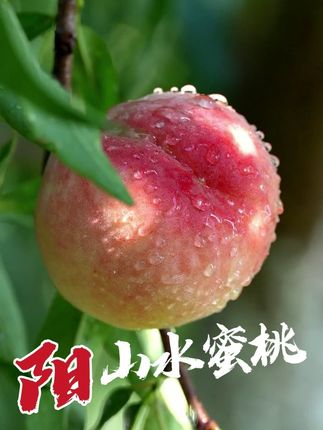 新鲜水蜜桃一口爆汁,包邮到家太爽了! #水蜜桃     #新鲜应季水果     #一到夏天就想桃    #水果    #口感特别好价格实惠 