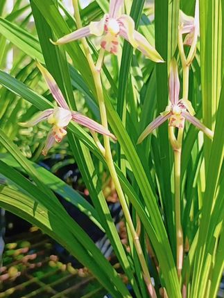 家里养花难题解决!这款兰花好养又香,快来围观! #兰花种植基地 #兰花欣赏 #种兰花我是认真滴 #兰花开了 #兰花直播 