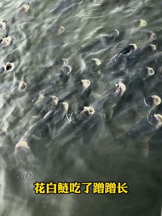 养鱼必备!高效饲料让鱼儿快速肥美,威立妙利饵多肽 养鱼想要长的肥,就试试这款培育轮虫藻类的好东西#三农 #水产养殖 #鱼塘 #养殖 #鱼虾蟹养殖