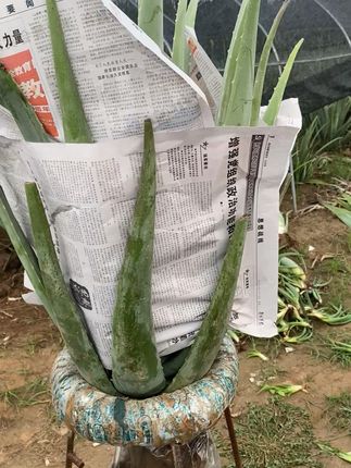 干燥肌肤的救星!新鲜芦荟补水神器来了! 皮肤干燥起皮?这款产品能帮你!#美容护肤#库拉索芦荟#花卉绿植#多肉植物#秋天的第一束奶茶花花