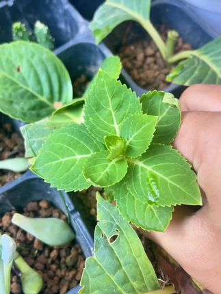 种菜没烦恼,通用有机肥助力蔬菜植物生长 包邮到家,自己家种菜少不了#养花少花钱 #高手很省钱 #农资肥料 #园艺 #被新农人的打卡视频馋到了