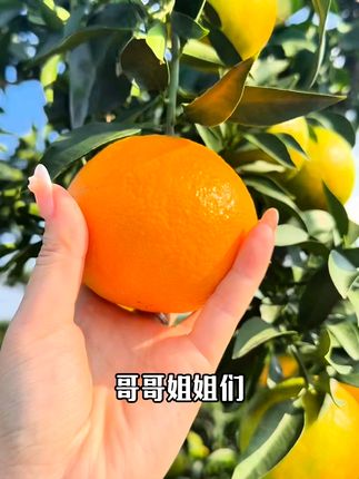 鲜甜多汁的爱媛橙,一口爆汁太满足! 今天上午采摘的新鲜爱媛38号果冻橙来咯!喜欢的朋友抓紧时间下单啦~#应季水果 #新鲜采摘 #新鲜应季水果 #爱媛38号果冻橙 #我的双11必买清单