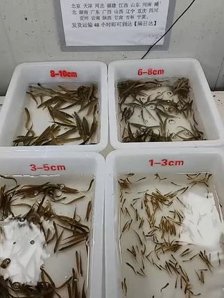 鲜活泥鳅包邮到家,钓鱼打窝就靠它! 今天又收了满满一桶泥鳅!明天继续去抓!有需要的小哥哥们下单吧!包邮哦~#泥鳅#水产#海鲜#好物推荐#姜葱煎鲈鱼简直不要太好吃