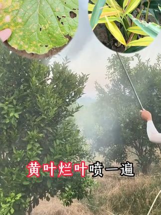 种植不怕烂根!这款根腐抑制剂让土壤更健康,还不怕退换哦! 种植总担心根腐病?黄叶,烂根,黑根,这款抑制剂能预防!还有运费险哦~#三农 #农业种植 #三农种植 #农资肥料 #水溶肥