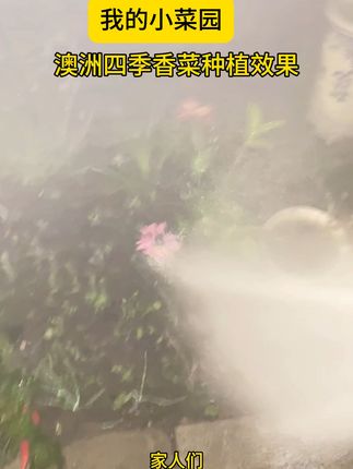 四季香菜种子,家庭必备,你我之间只差一步信任,高品质种子。#蔬菜种子 #蔬菜种植 #三农 三农