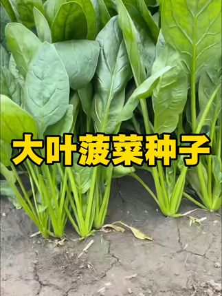 四季都能种的菠菜种子,非常适合新手种植, 小时候的菠菜味道,叶片肥厚,菠菜味浓郁 #种菜 #阳台种植 #家庭种植 #菠菜种子 #2025抖音夏日农友节