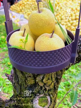 砀山梨新鲜现摘!,一口咬下汁水四溢! 今天开始发货了,~#优质农产品 #三农 #应季水果 #中秋好礼 #秋日沉浸式摘梨