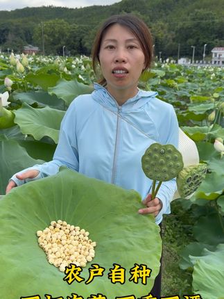 广昌白莲,原产地直发! 自己种自己卖,不熏不漂。坚持只做高品质手工白莲#莲子 #原产地 #手工白莲 