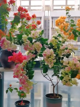 庭院里四季花开的秘密!三角梅耐寒又耐旱 今天又给大家带来一款花期长、易养护的好物!喜欢的朋友别错过哦~#花卉绿植#爱生活爱养花#养花人的乐趣#三角梅#好看的花分享给好看的你