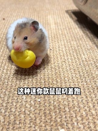 中秋限定!仓鼠也有美味月饼🎉 中秋节给鼠鼠准备小零食了吗。#萌宠好物 #抖in萌宠计划 #仓鼠 #金丝熊 #提野星中秋月饼
