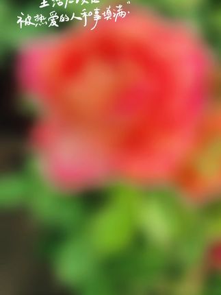 庭院阳台四季花开,大花月季美翻天! #秋天的第一束奶茶花花 #开播啦,欢迎新老朋友欢迎来选购