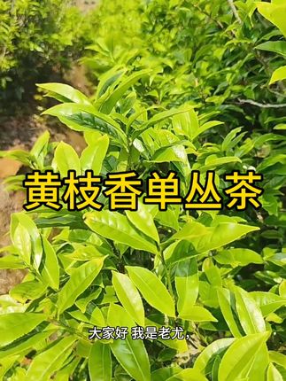 高山好茶,一口回甘,唤醒你的味蕾! #各省有自己的丰收美食 #凤凰单丛茶 