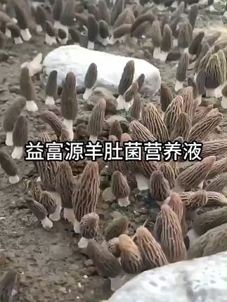 羊肚菌丰收的秘密武器!营养液让出菇多又壮 #羊肚菌种植 #三农种植 #农用物资 #羊肚菌营养液 #益富源菌菇益生宝