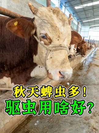 秋天蜱虫高发期!牛身上全是虫?双甲脒这样用,驱虫安全又有效! #牛驱虫 #双甲脒 #牛蜱虫 #牛体外驱虫 #蜱虫