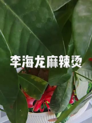 【黏黏糊糊】李海龙黏糊麻辣烫新品美味三色牛筋面宵夜速食方便食品 #李海龙麻辣烫 #麻辣烫 #黏糊麻辣烫 #李海龙 #美食