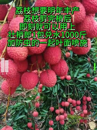 #荔枝 #荔枝管理技术 #荔枝壮梢 #壮梢郎 #果园管理