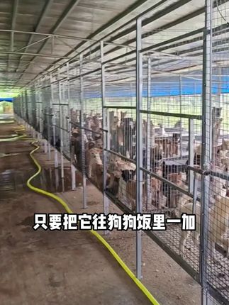 养狗加一物,狗狗长得快吸收好,狗用加酶益生素 #养狗人#养狗经验分享#新手养狗#加酶益生素#加酶益生菌