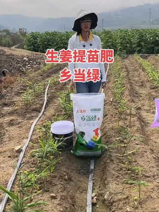 #种植小技巧 #种植技术 -乡当绿、生姜提苗肥、一包用两亩地#乡当绿、生姜 #种植 #农业