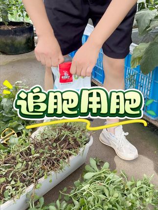 蚯蚓粪有机肥用来追肥非常好,好用无异味 #蚯蚓粪 #有机肥