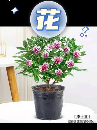 金边瑞香花瑞香耐寒四季常青年宵花室内开花浓香型常绿芳香传统#花 #金边瑞香花瑞 #金边瑞香花 #瑞香花 #瑞香花精灵王山梦