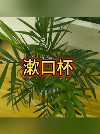 双层漱口杯  #洗漱神器  #情侣必备  #居家好物  #实用小工具  #高颜值