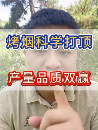 烤烟打顶怎样做,才能产量和品质双赢 #烤烟种植技术与管理 #烤烟种植 #烤烟 #烟草种植 #农业种植