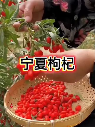 送礼宁果儿无熏染正宗宁夏袋装枸杞新货送硫磺检测剂泡水泡茶#宁夏枸杞 #新货枸杞 #泡茶好物 #送礼佳品 #健康养生