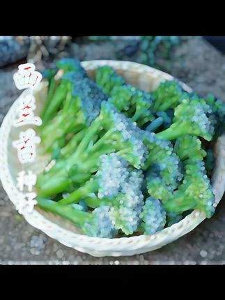 【西兰苔种子】菜苔种子蔬菜种子油菜芯籽四季种植盆栽农家蔬菜种 【西兰苔种子】菜苔种子蔬菜种子油菜芯籽四季种植盆栽农家蔬菜种子#自己种的纯天然的绿色蔬菜 #我的乡村生活 #新鲜蔬菜