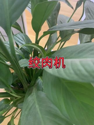 卡夫星辰无线绞肉机 #电动打蒜 #充电绞蒜器 #德国品牌