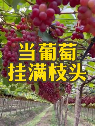 当葡萄挂满枝头 #葡萄酒 #红酒 #葡萄园 #丰收的季节 #采摘采摘啦