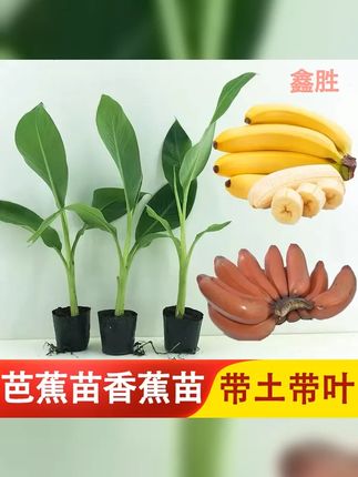 芭蕉树苗香蕉苗,皇室品味,苹果蕉 皇帝蕉 粉蕉 红香蕉,苗株翠绿,发货迅速,盆栽地栽两相宜,您的绿色家园由此开启! #三农 #庭院植物 #香蕉树 #观叶植物 #植物新宠