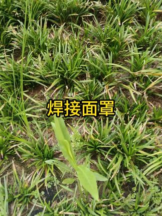 #电焊面罩 #防护眼镜 #自动变光电焊眼镜