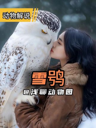 雪鸮 作为猛禽的猫头鹰会不会咬人?#动物解说 #雪鸮