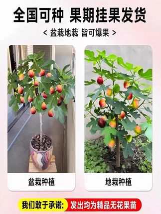 【波姬红】无花果树果苗带果盆栽阳台庭院南北方可种植矮化耐寒 #无花果苗#果苗供应#无花果#盆栽#新农人计划