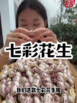 新鲜生七彩花生2025年云南高山云南新鲜湿七彩花生 #家乡特产 #快来一起尝个鲜 #我为家乡农产品代言 #七彩花生 #热点宝