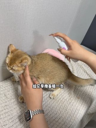 千万别等猫主子这样了才着急,日常喷喷皮肤喷剂安全又放心! #萌宠好物 #猫咪 #养猫人 #新手养猫