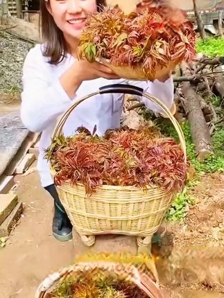 #红油香椿 一款长在树上的菜,叶厚芽嫩,香味浓郁,比牛羊肉还好吃,喜欢你也种些吧