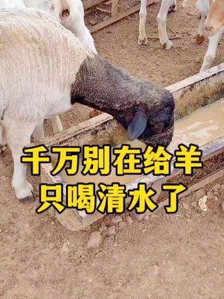 #养羊人 #农村养羊 #农村创业养殖 #牛羊养殖