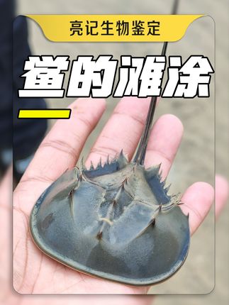 无穷小亮的科普日常