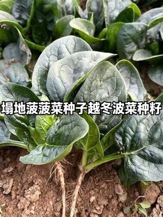 菜地、阳台花盆都可以种植#菠菜种植 #菠菜种子 #趴地菠菜种子 #菠菜 #农业