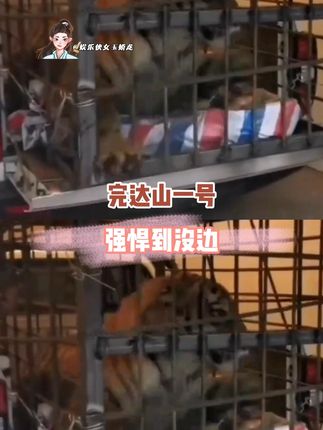 完达山一号强悍到没边 #老虎 #东北虎 #野生 #内容启发搜索