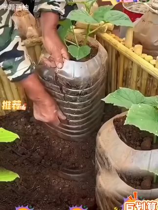 #冰糖籽甜瓜 有空地或者花盆的赶快种起来吧#蔬果种子 #阳台种植