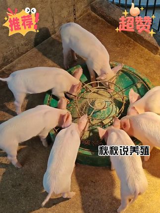 只要你敢给断奶的小猪用上它721 #所有养猪人 #养猪小妙招 #养猪人加油干 #育肥猪 #养猪人不容易