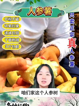 新鲜白皮人参薯白心板栗薯辅食粉面粗粮地瓜红薯5斤包邮 #人参薯 #人参薯种植 #美食推荐 #板栗薯 #红薯